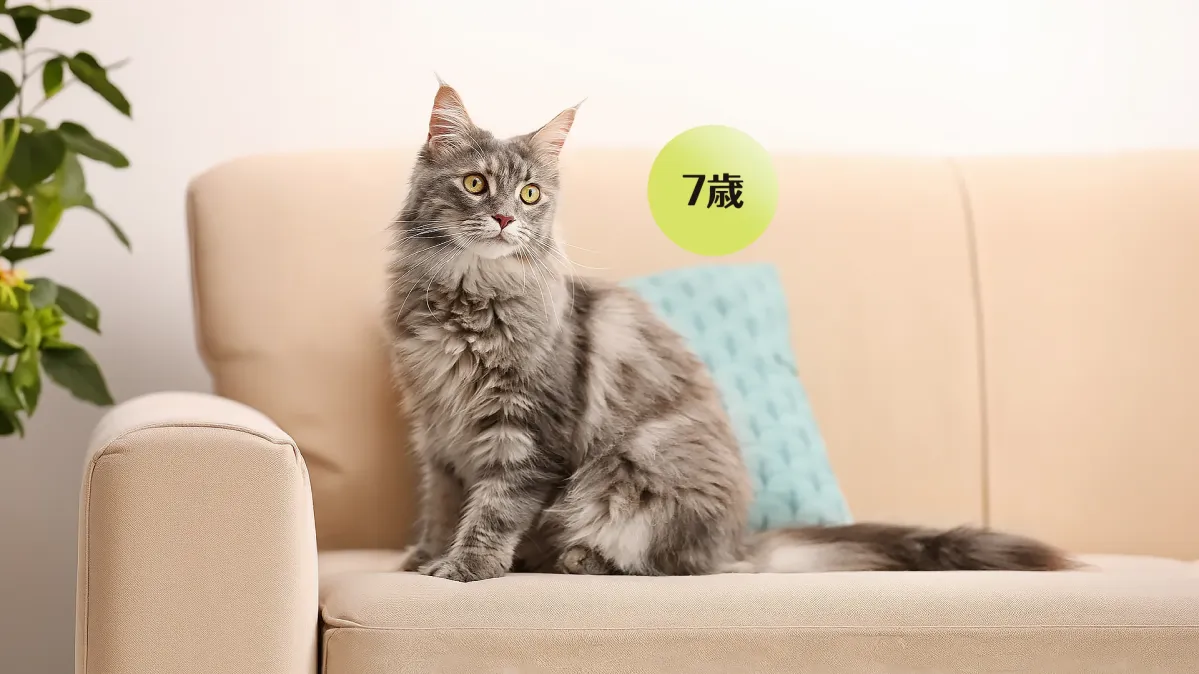 ピュリナ ワンのキャットフード - シニア猫の食事・健康寿命ケア
